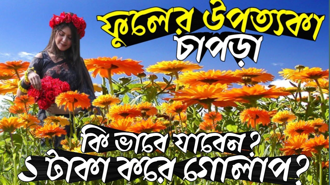 রানাঘাটে রয়েছে ফুলের স্বর্গরাজ্য। chapra flower garden. Ranaghat Chapra Flower Valley #chapra