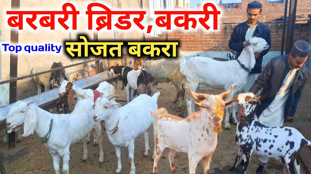 Top quality barbari bakra,Breeder, Bakri & Sojat Bakra|Huntel Sheep|Tajammul bhai Goat Farm Lucknow 