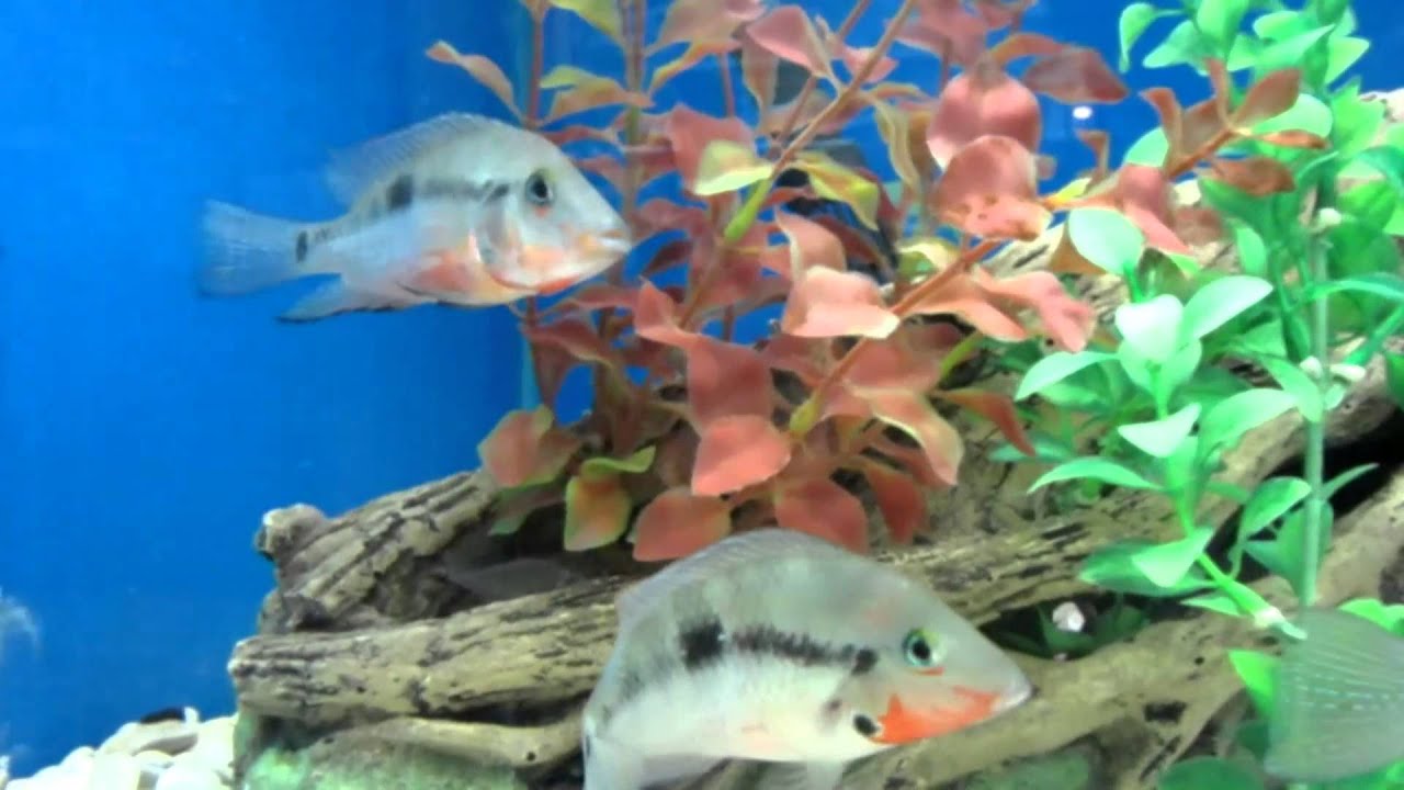 Цихлазома Меека - Содержания и уход!