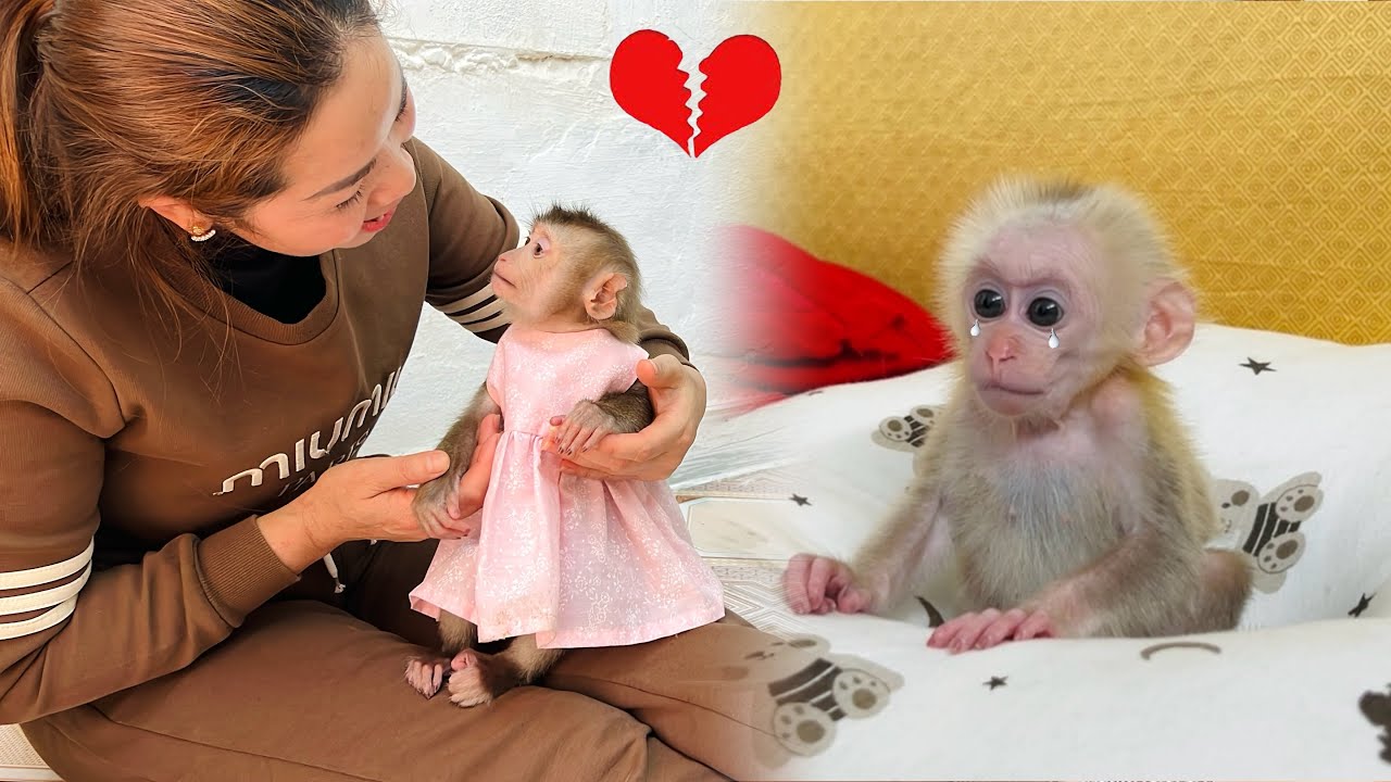 Monkey Xuka is sad when he sees his mother and Tina happy together