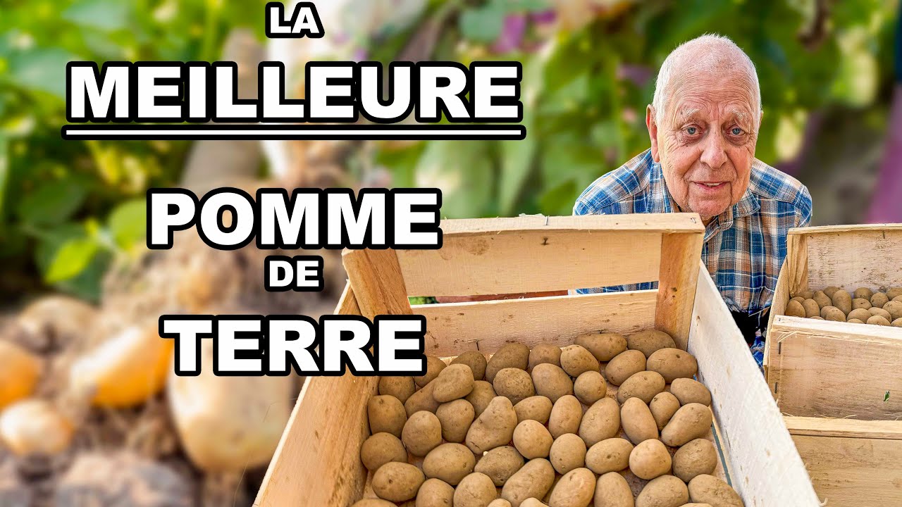 Pourquoi je ne plante plus que CETTE variété de pommes de terre ? 🥔
