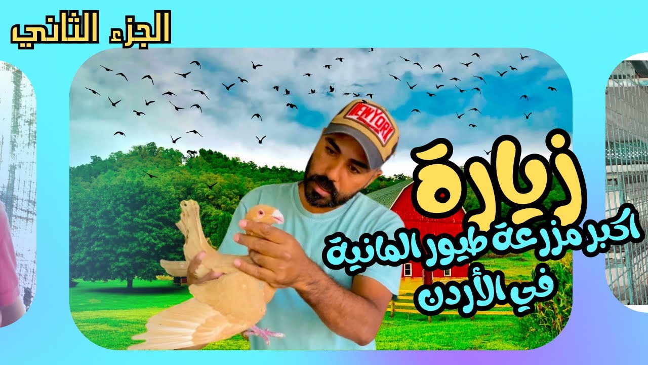 الجزء الثاني من اكبر مزرعه حمام في الاردن 😱 حمام الهومر الالماني