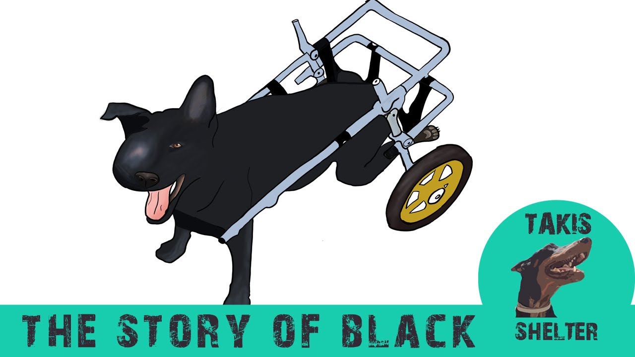 A tribute to Black. A dog's story from drowning in the sea to becoming a symbol - Takis Shelter
