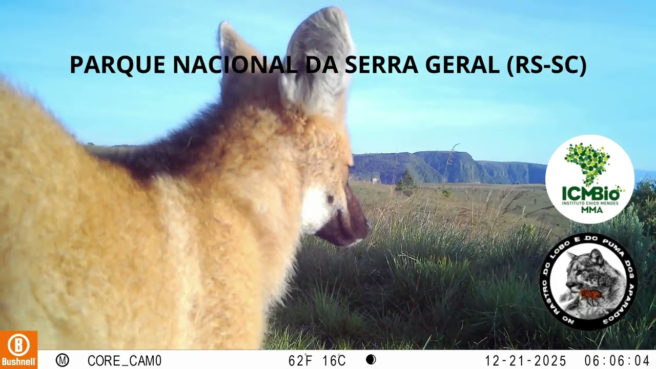 2026 LOBO GUARA FORTALEZA E 3 FILHOS
