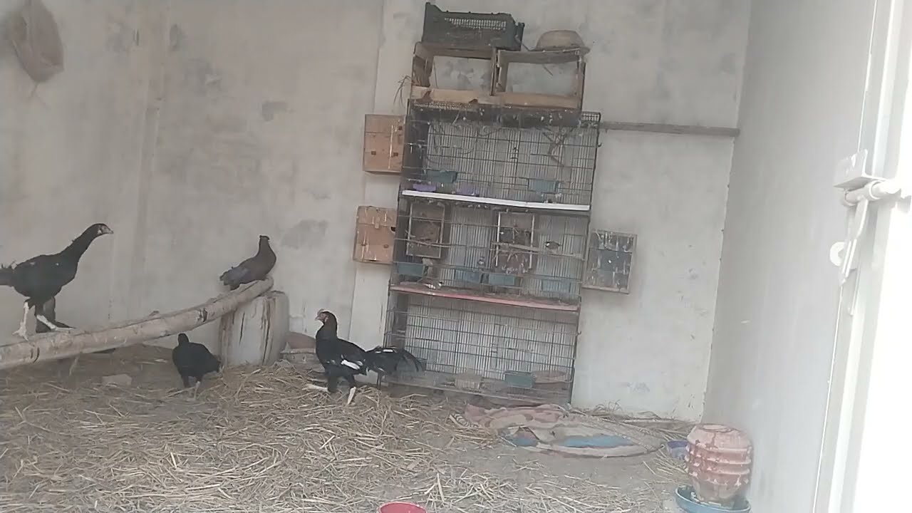 aseel murga  |  megpai pouter | jawa birds