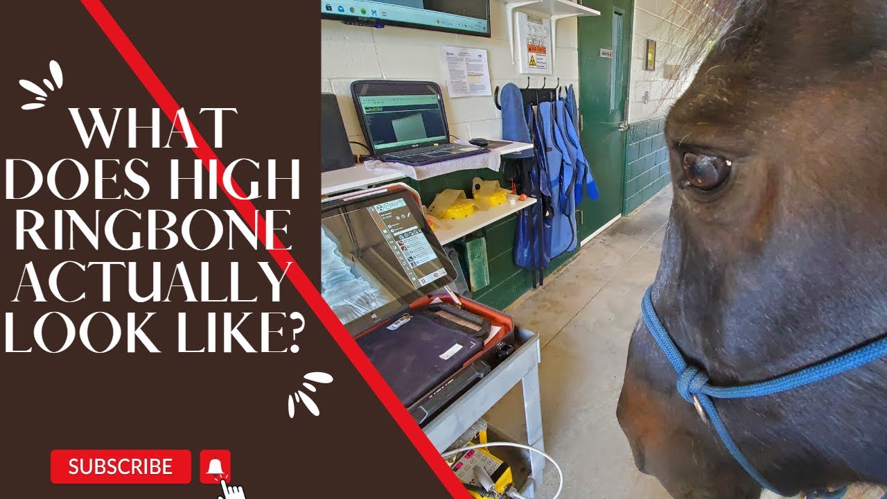 High Ringbone, What does it really look like? Should you be concerned for your horse?