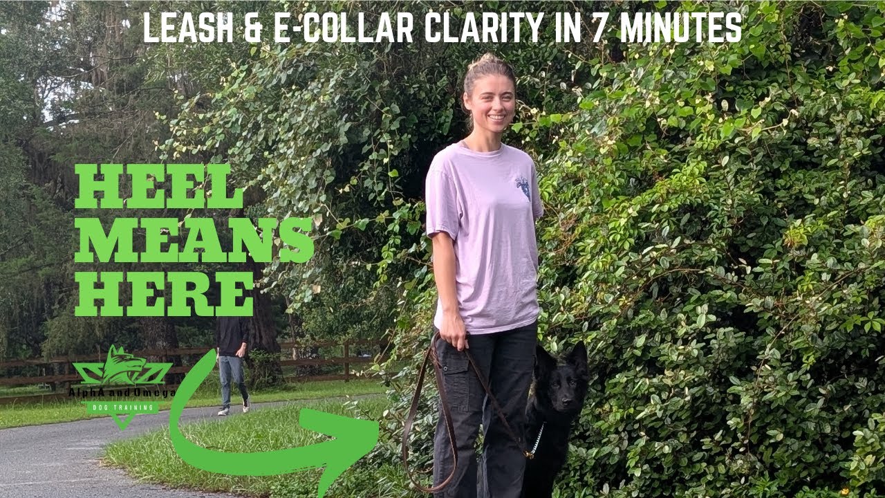 Demi's Left Turns - How to Get Your Dog to Stay at Heel | Leash & E-Collar Communication Explained