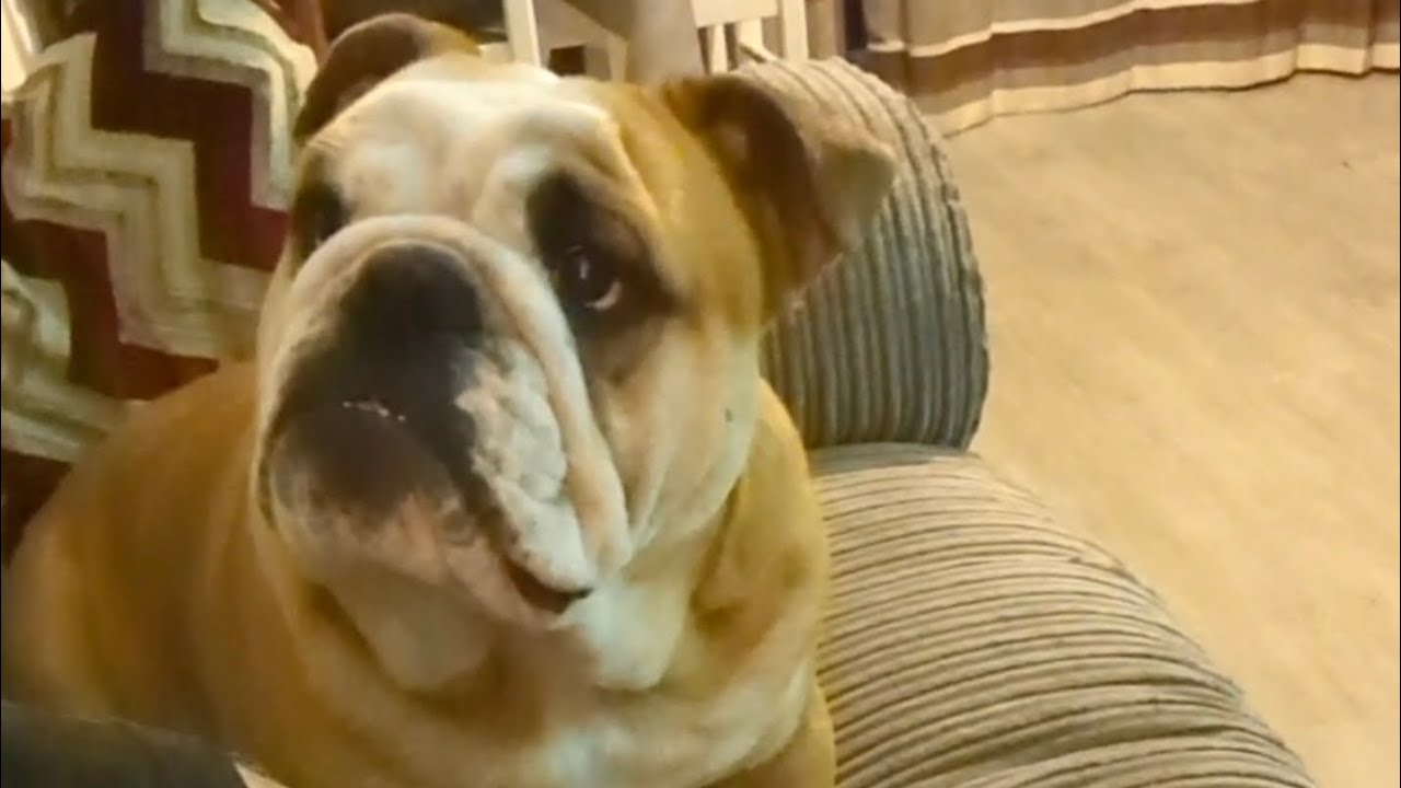 New Season, Same Old Tottenham, Same angry Diego 🤣 #BulldogPabs #bucktoothtottenhamfan
