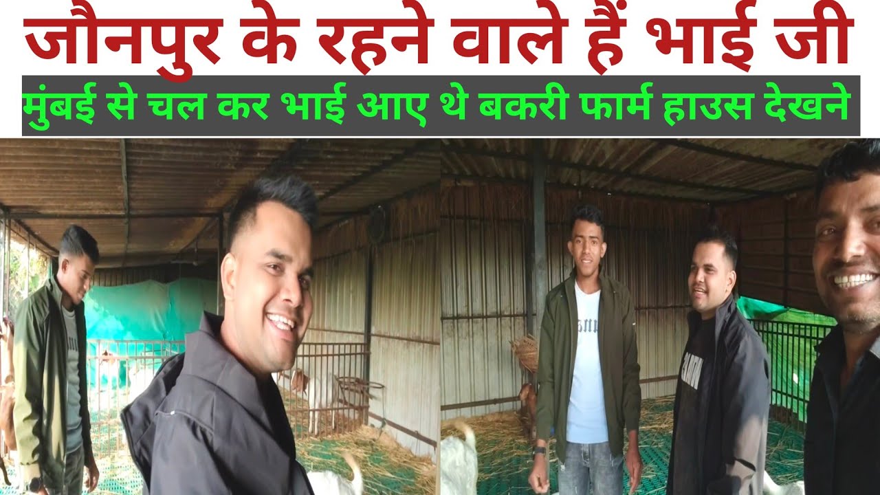 मुंबई से चलकर भाई आए थे बकरी फार्म हाउस देखने ! Pihu goat farms Jaunpur #boergoat #animals #farming 