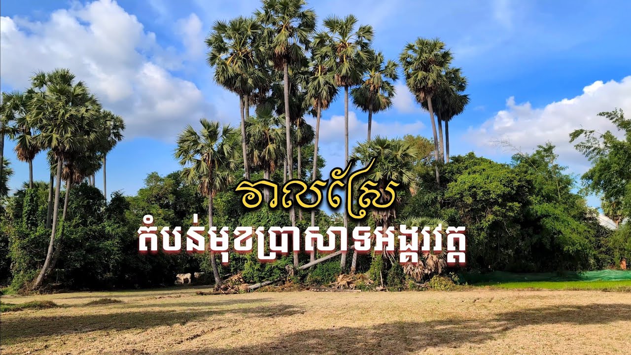 វាលស្រែ តំបន់មុខប្រាសាទអង្គរវត្ត ចុះពីផ្លូវបន្តិចនឹងទៅដល់ [Episode X]