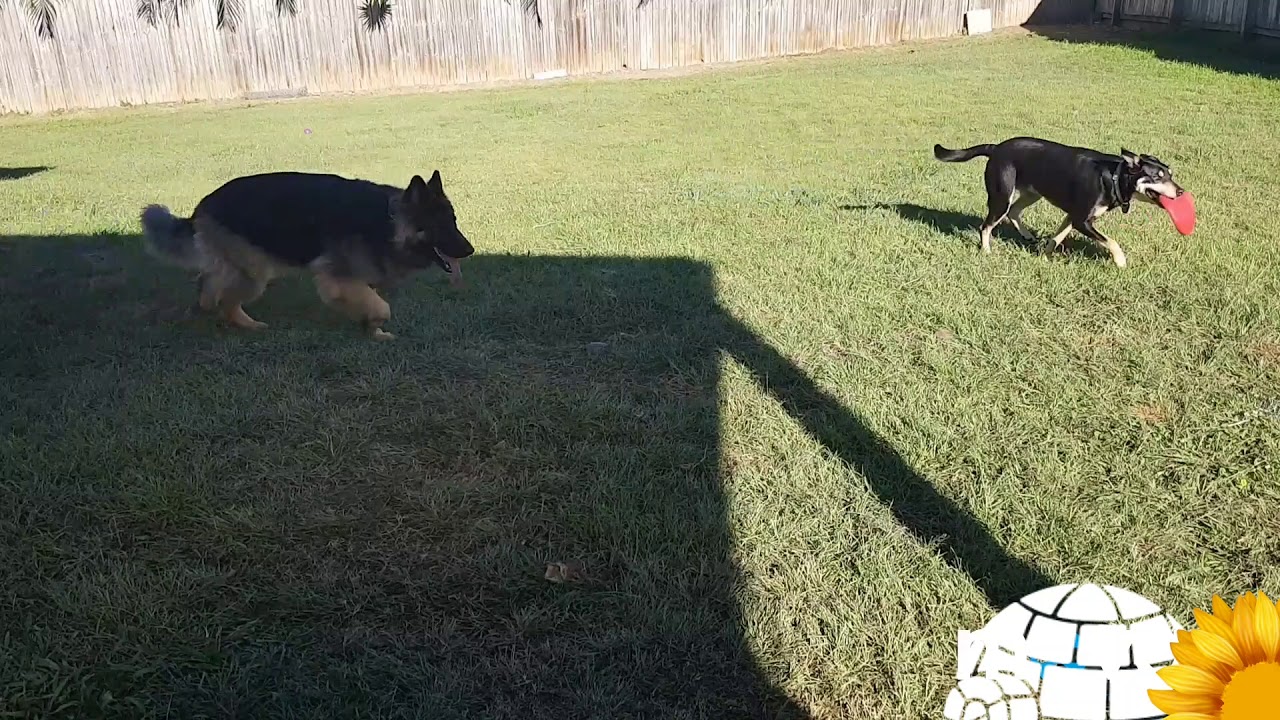 Benny the Kelpie VS KONG frisbee