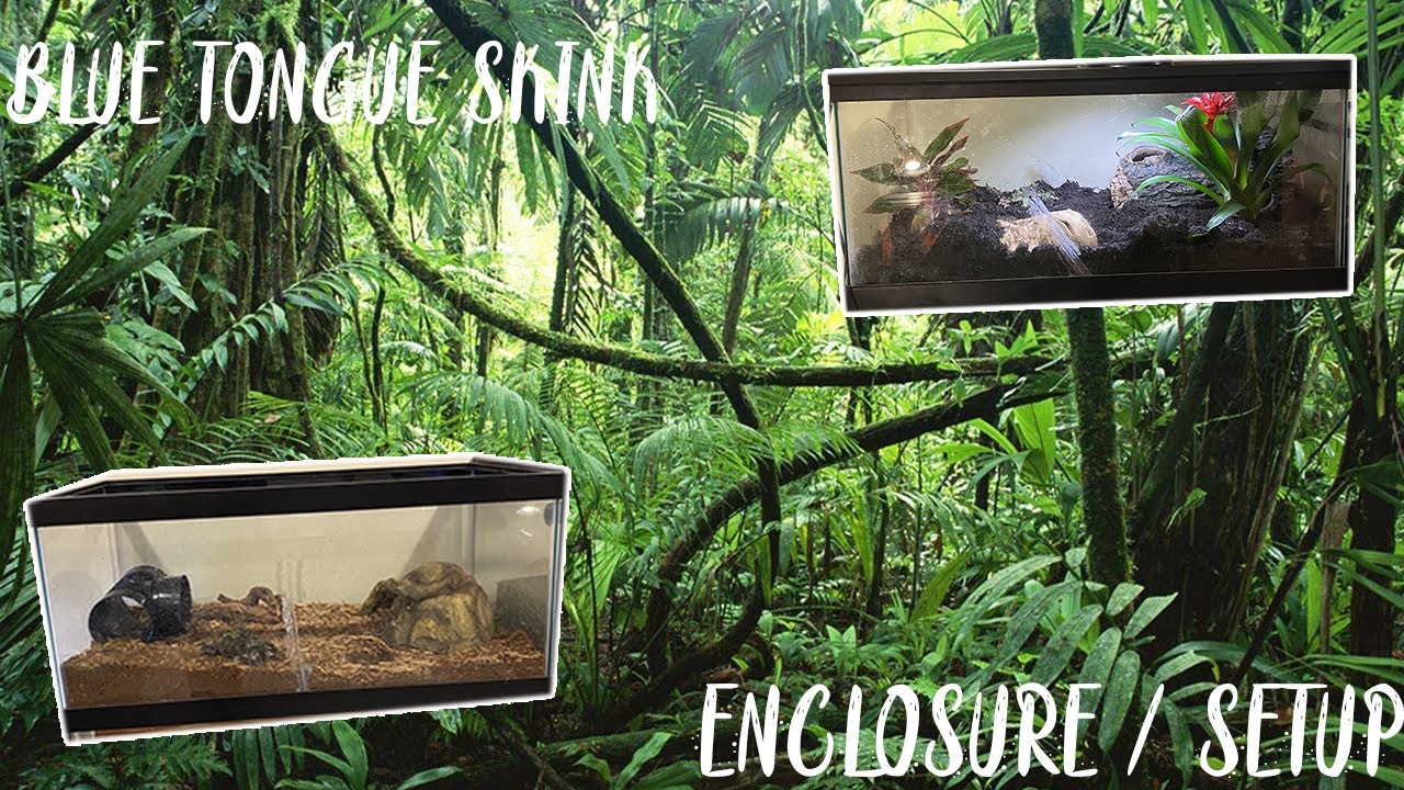 Blue Tongue Skink Enclosure Setup - Indonesian Blue Tongue Skink