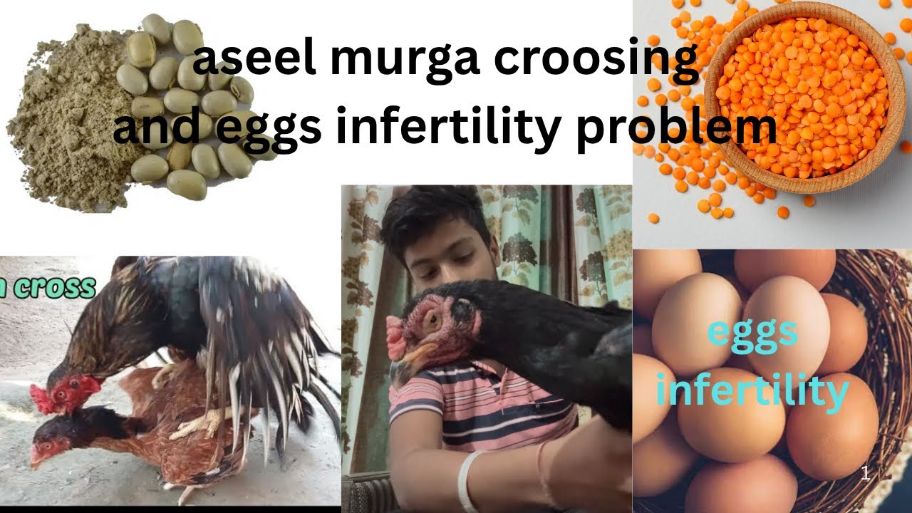 aseel infertility problem / aseel murga croos nahi kar raha / aseel breeding tips