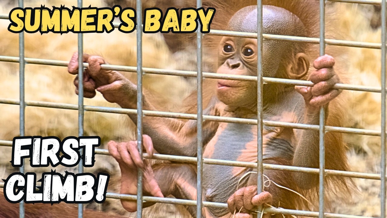 Newborn Baby Orangutan Climbs For The First Time!