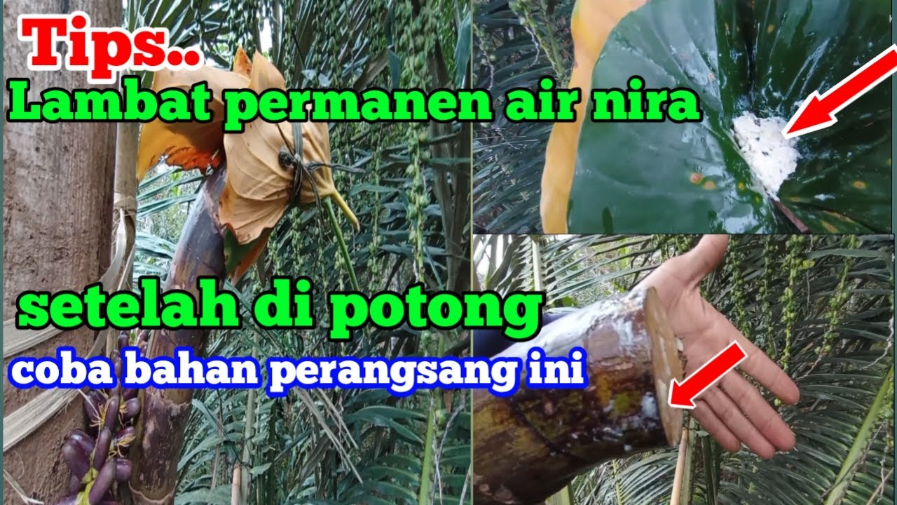 Mengatasi Pada Manggar Yang Lambat Keluar Air Nira/Nira Permanen(GUNAKAN BAHAN PERANGSANG INI)