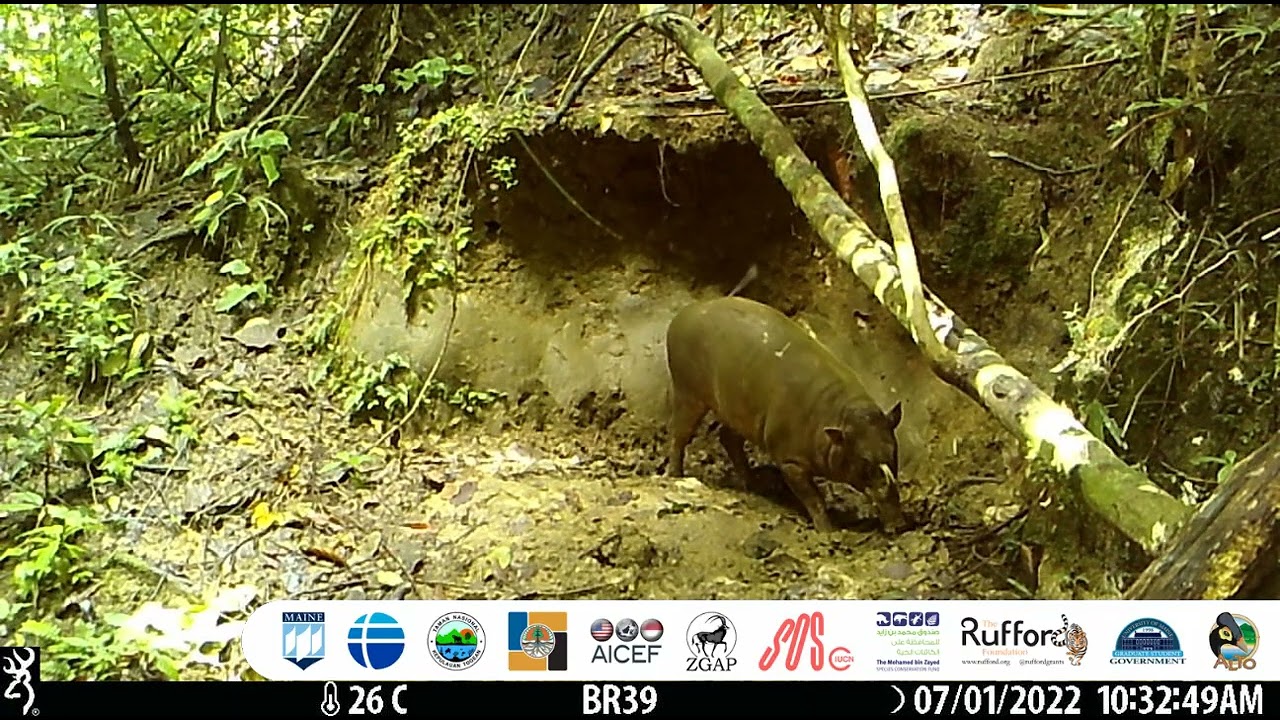 Togean Islands Babirusa (Babyrousa togeanensis)