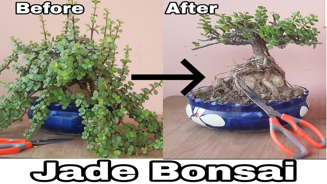 #bonsai #jadebonsai How to make jade plant bonsai, jade bonsai, How to make Jade Bonsai