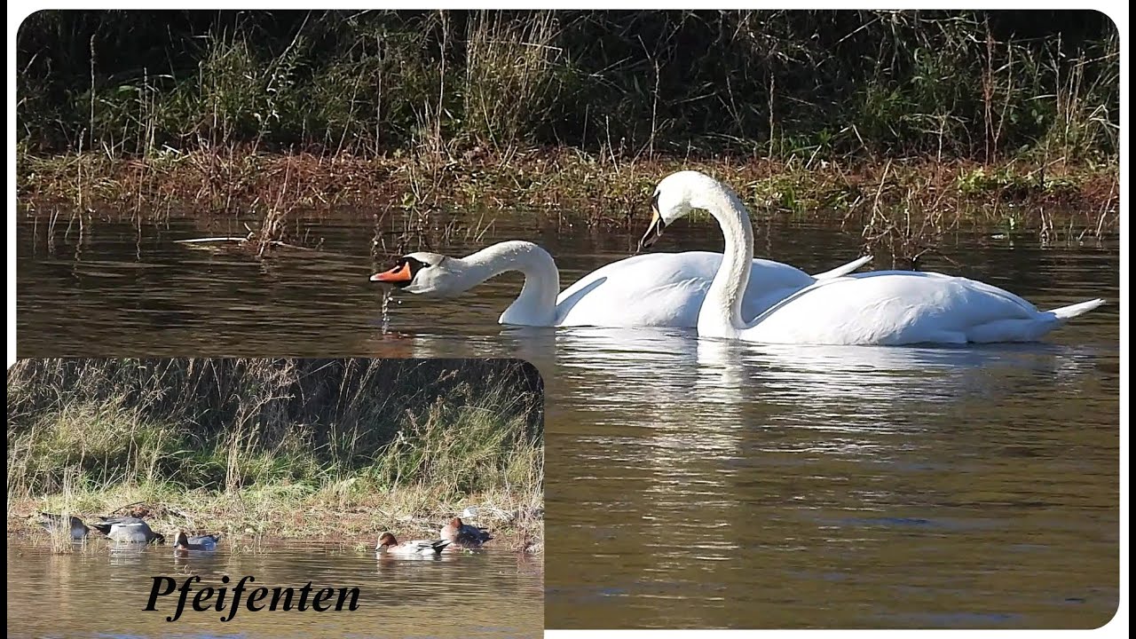 An der Elbe zwischen Diesbar und Seußlitz beobachtet (06.11.)