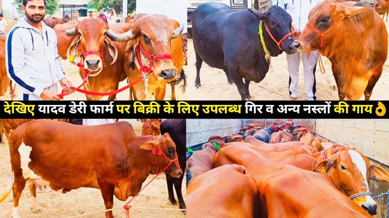 देखिए यादव डेरी फार्म पर बिक्री के लिए उपलब्ध जायज़ कीमत में गिर व अन्य नस्लों की शानदार दूधारू गाय👌