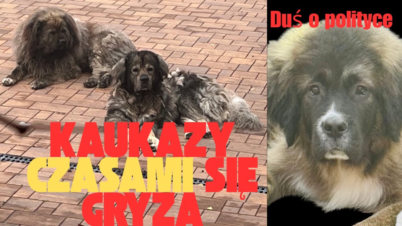 Kaukazy czasami się gryzą/Duś o polityce/