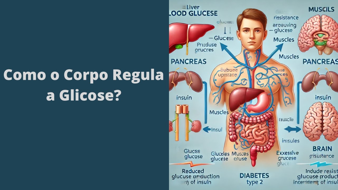 Como o Corpo Regula a Glicose: Mecanismos e Alterações no Diabetes Tipo 2