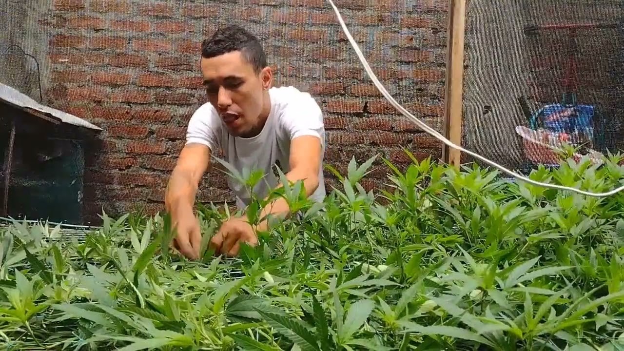 C&oacute;mo hacer un SCROG (SCREEN OF GREEN o MANTO VERDE).