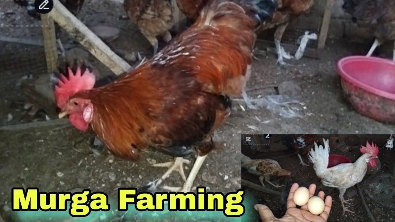 My Beautiful Hen's | Eggs Are Coming | Murga Farming | Golden Misri Hen's Farming | Pet's Vlog 