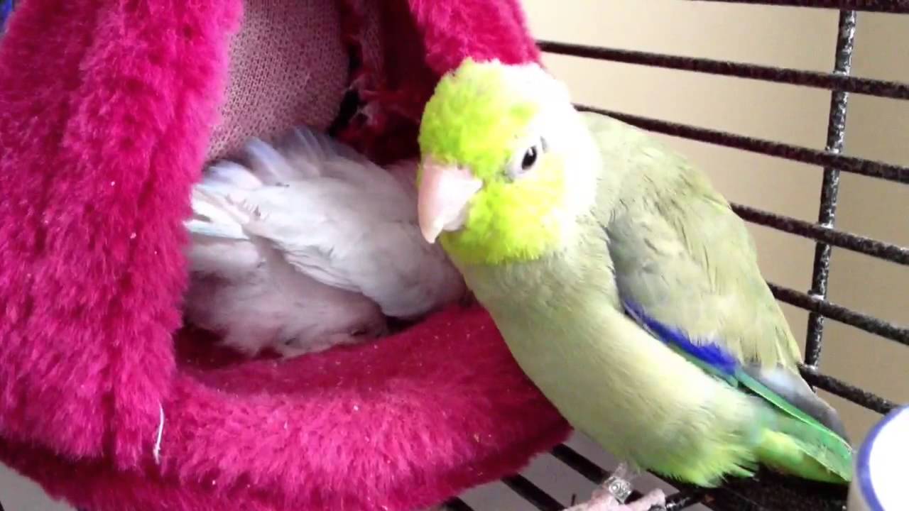Smokey's 2nd Egg & her Poop