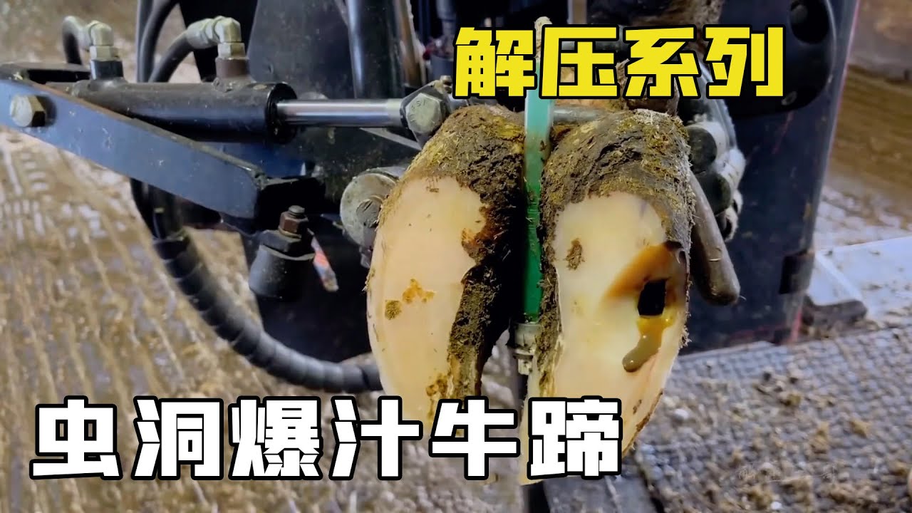 修牛蹄解壓系列&ldquo;蟲洞汁牛蹄&rdquo;！在牛蹄中的異物，讓牛牛不會走路！【解壓三哥】