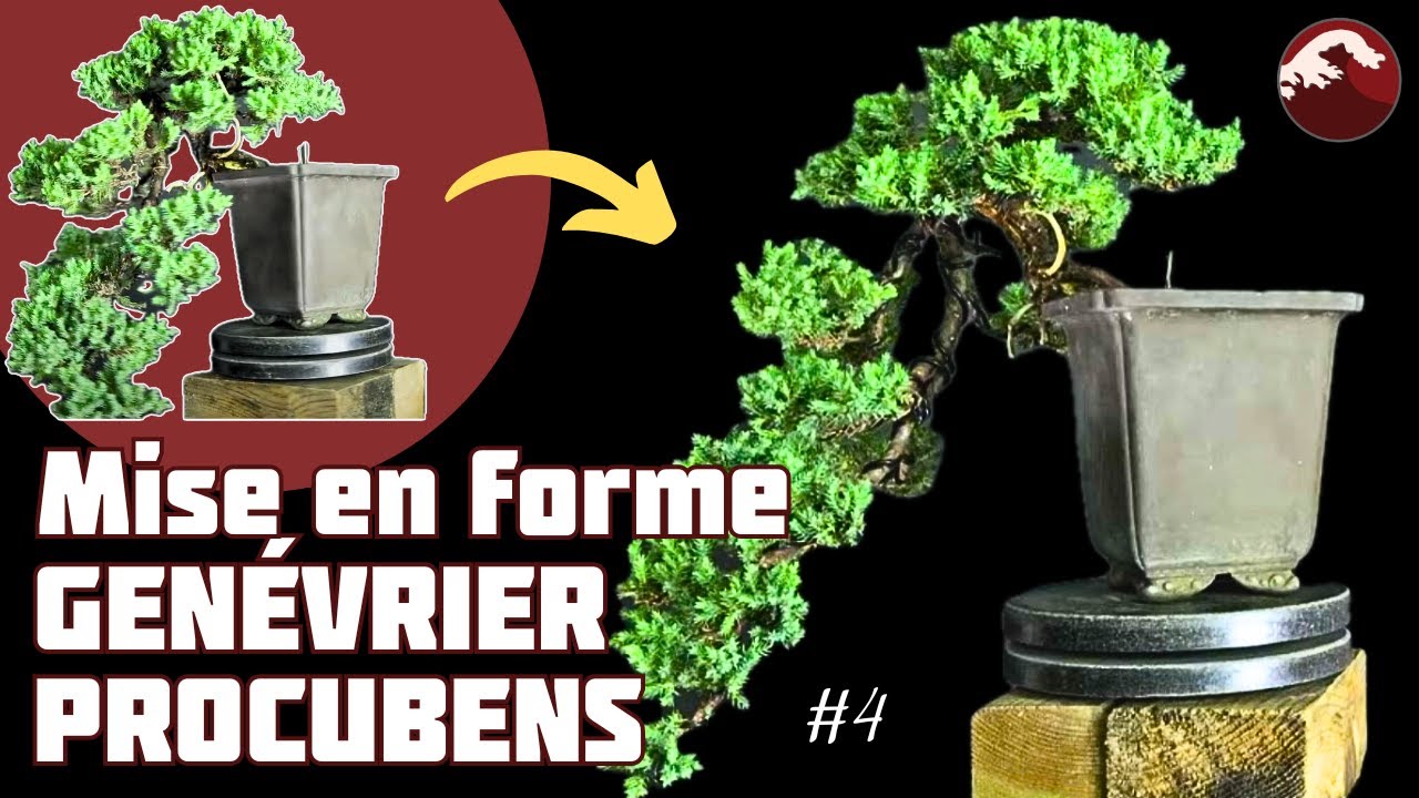 Évolution Rapide de mon Genévrier Procubens ! Épisode 4 🌱 NEJIKAN BONSAI 🌱