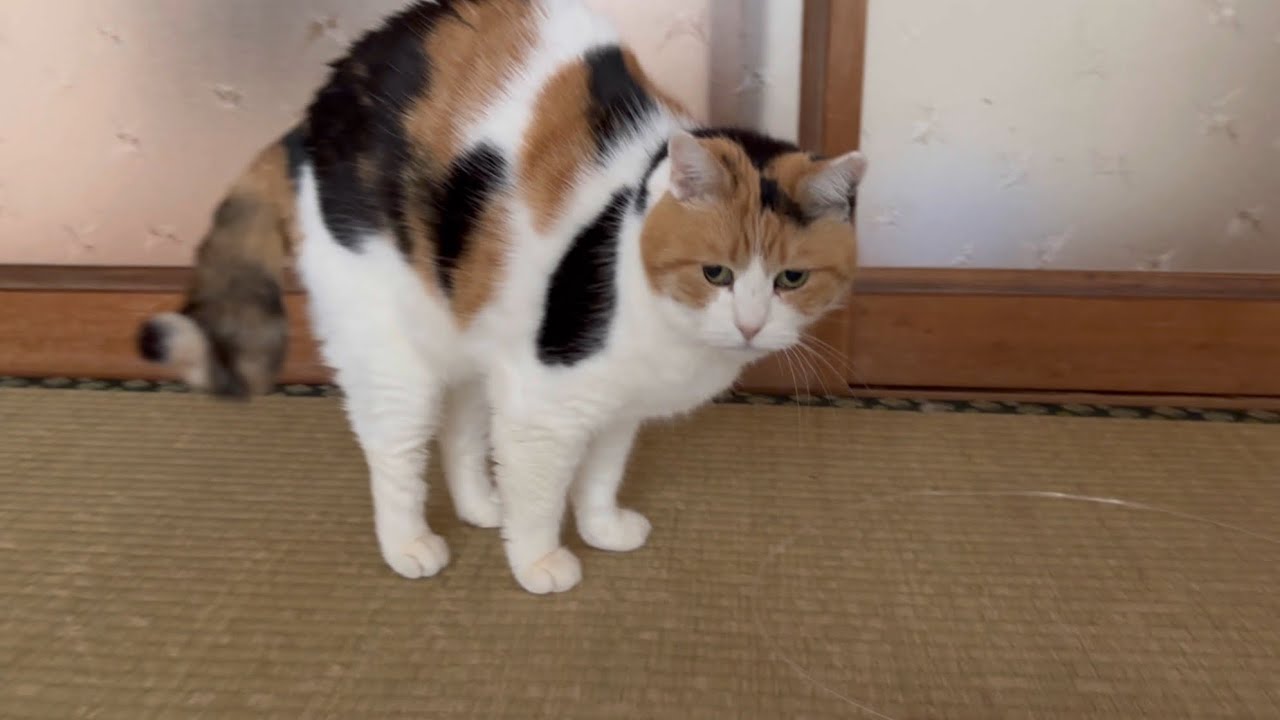 【三毛猫】遊びに誘われたミケ（2026年1月15日）