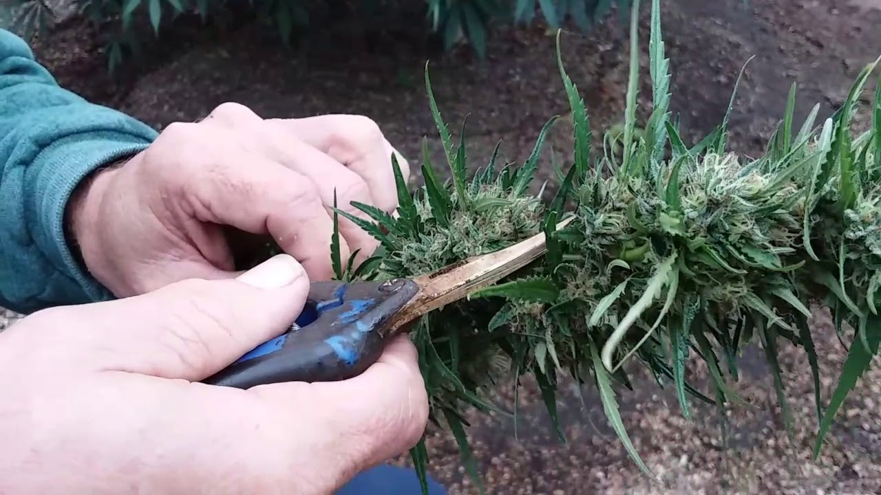 Wet trim Tutorial Sep 2019