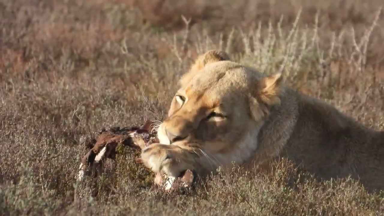 Up Close With Lions | Exploring the Felidae Centre