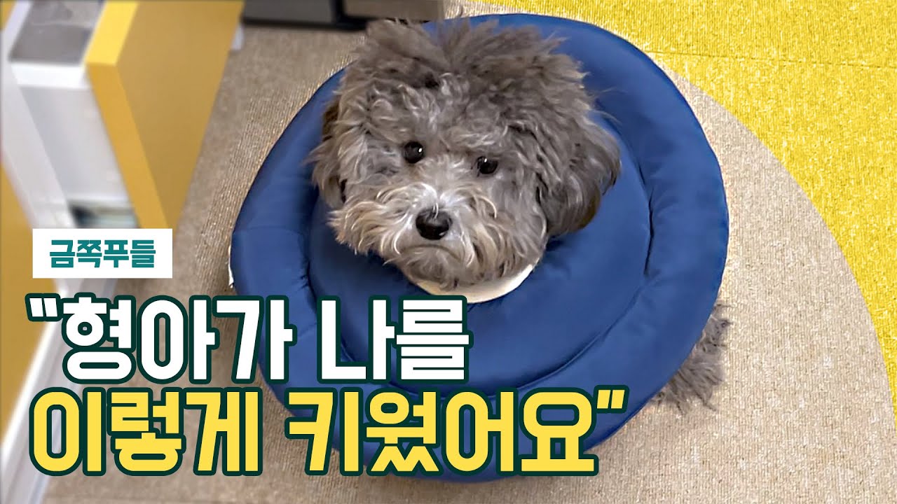 사실 이 강아지는 강아지가 키웠습니다 / 실버푸들 성장기