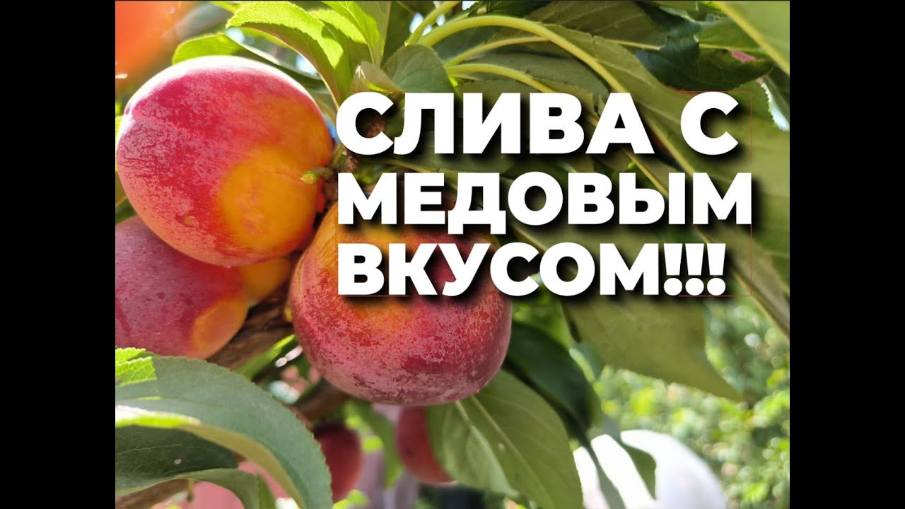 После этой сливы, вы не сможете есть другие!
