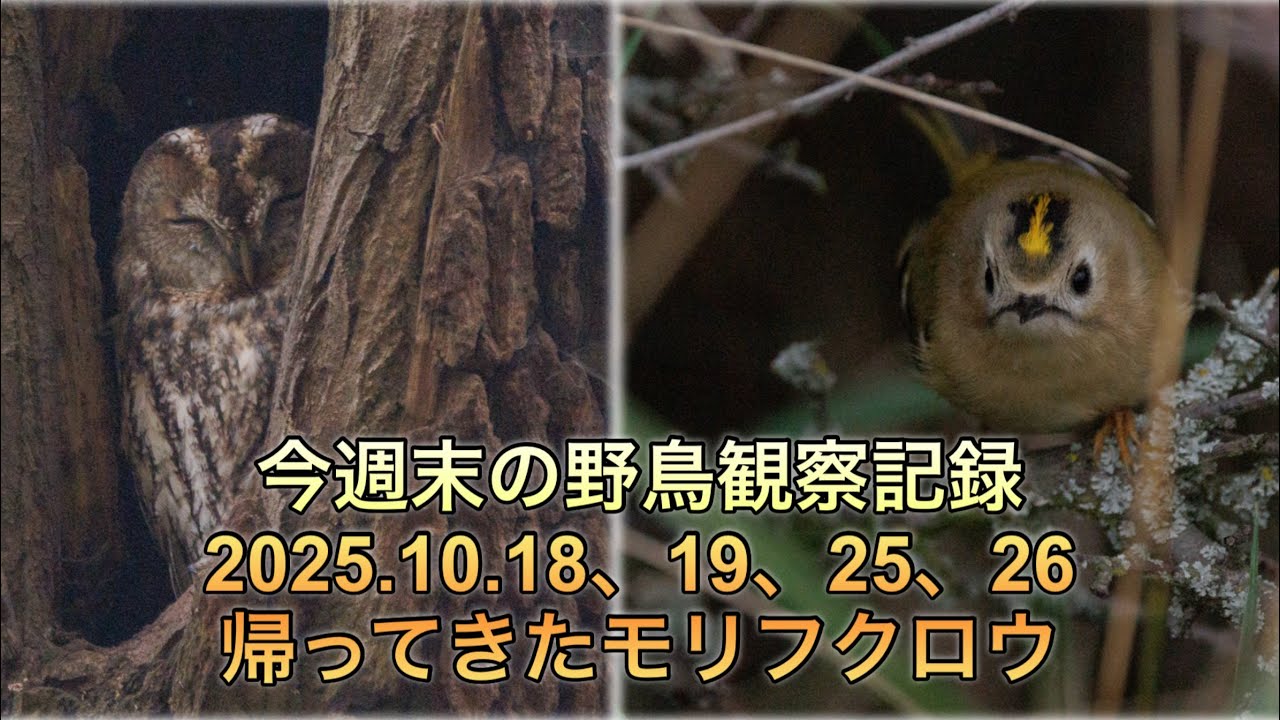 今週末の野鳥観察記録　帰ってきたモリフクロウ、キクイタダキ、オオタカのバトル