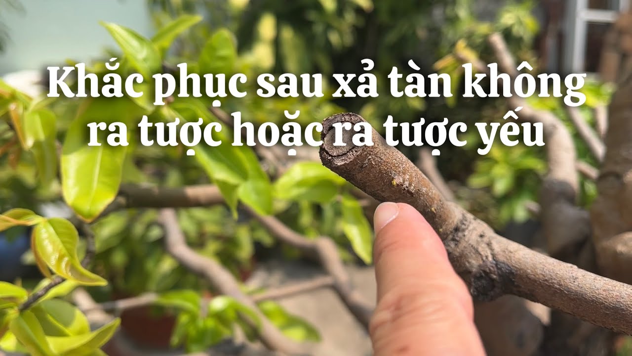 Khắc phục sau xả tàn lâu đâm tược hoặc đâm tược yếu // 2-2 âl 