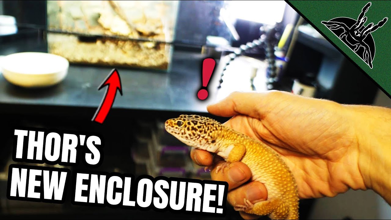 He Finally Got a NEW ENCLOSURE!