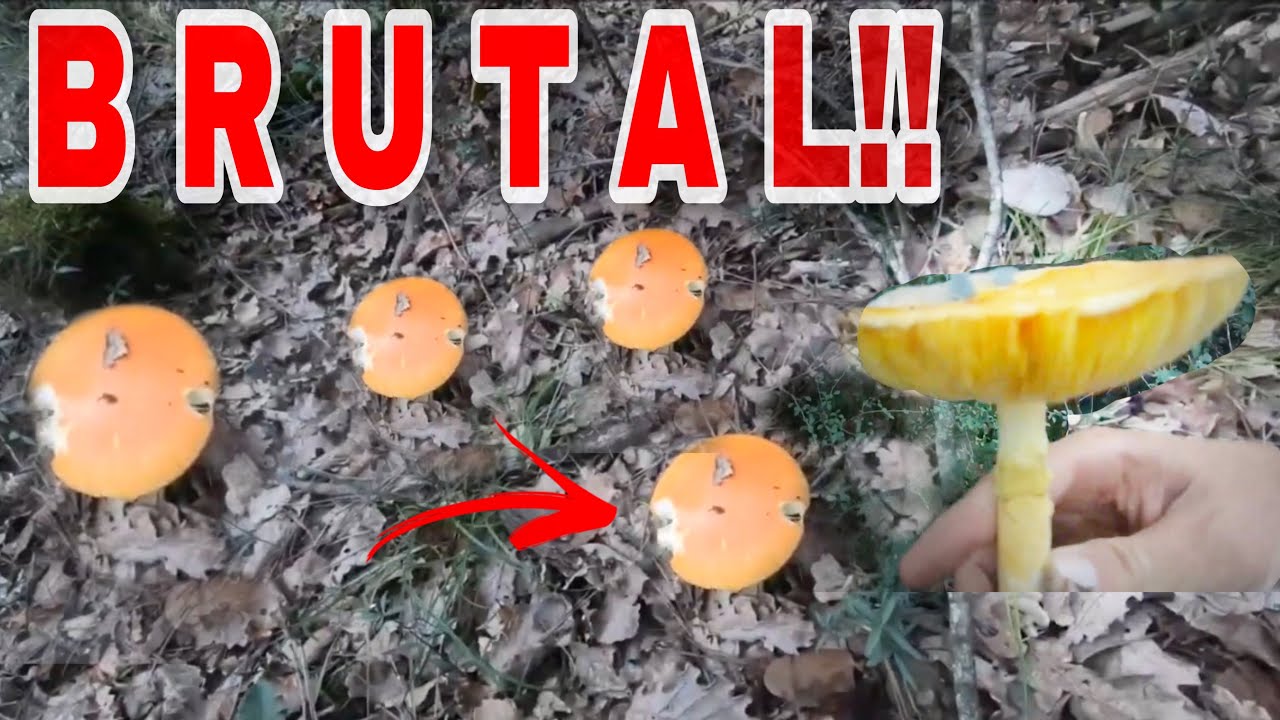 BROTE de SETAS AMANITA CAESAREA o OU DE REIG Y ME PASA ESTO!!!! TEMPORADA 2022