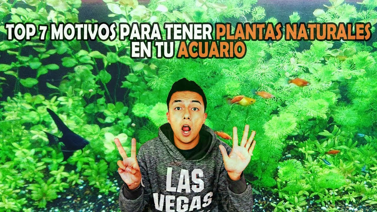 7 RAZONES por las cuales DEBES de TENER PLANTAS NATURALES en tu ACUARIO | AcuariosLP