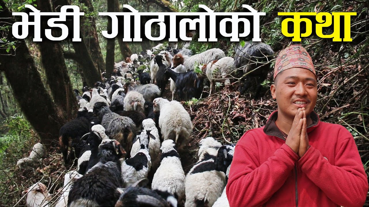 यति धेरै भेडा बाख्रा लिएर मनास्लुको फेदी सम्म पुग्ने गोठालो ! - Sheep and goat farming in Nepal