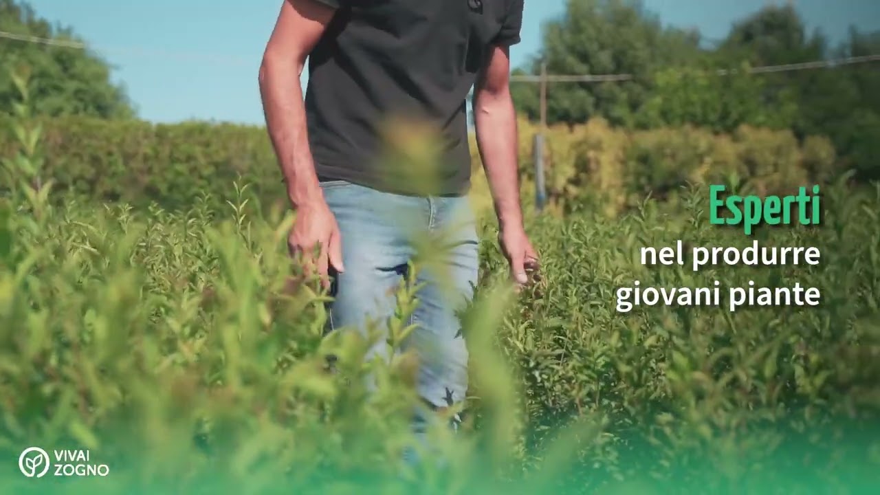 Vivai Zogno piante forestali