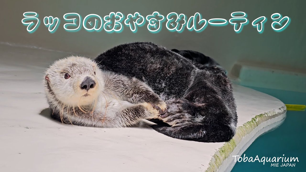 《鳥羽水族館》ラッコのおやすみルーティン