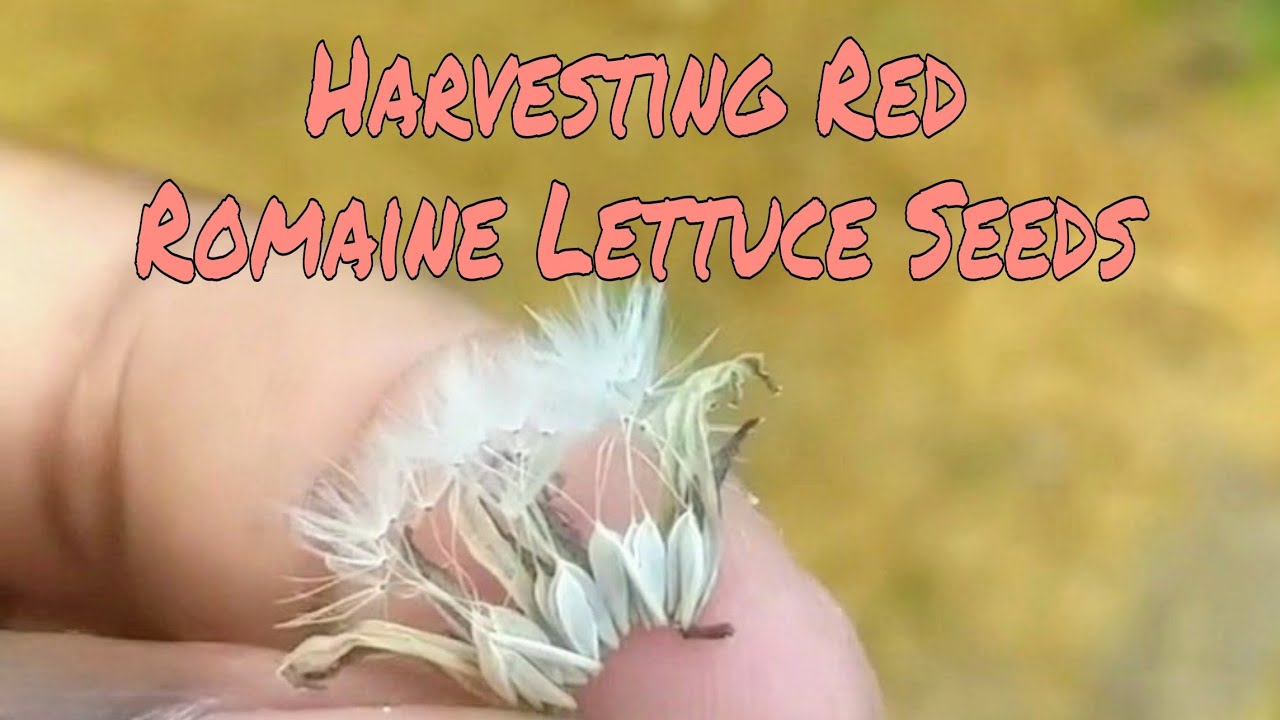 How To Harvest Red Romaine Lettuce Seeds