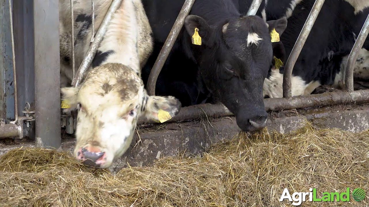 Weighing cattle in Co. Wexford
