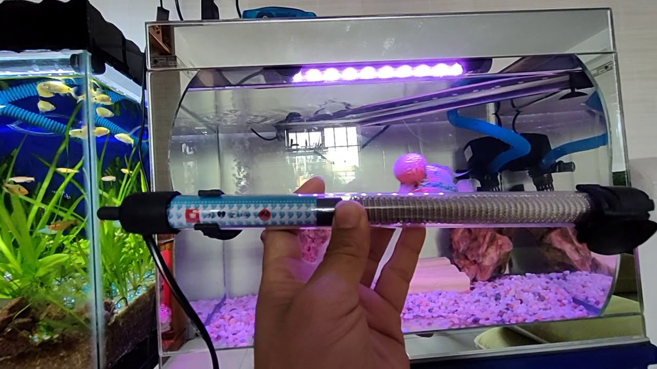 Review bóng đèn sưởi nhiệt cho cá la hán