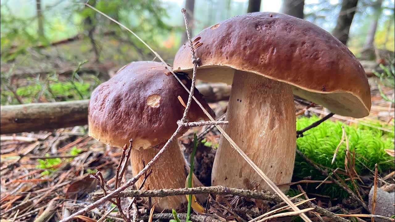 เก็บเห็ดป่าสนหมอกหนาๆตัดขาเห็ดท้ายคลิปนะคะ🍄‍🟫😊🇦🇹