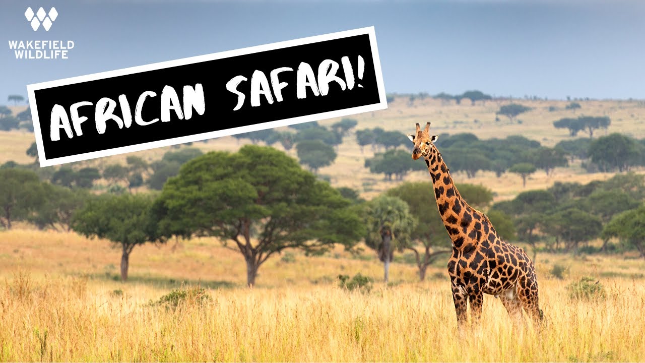 African Safari in Murchison Falls National Park, Uganda