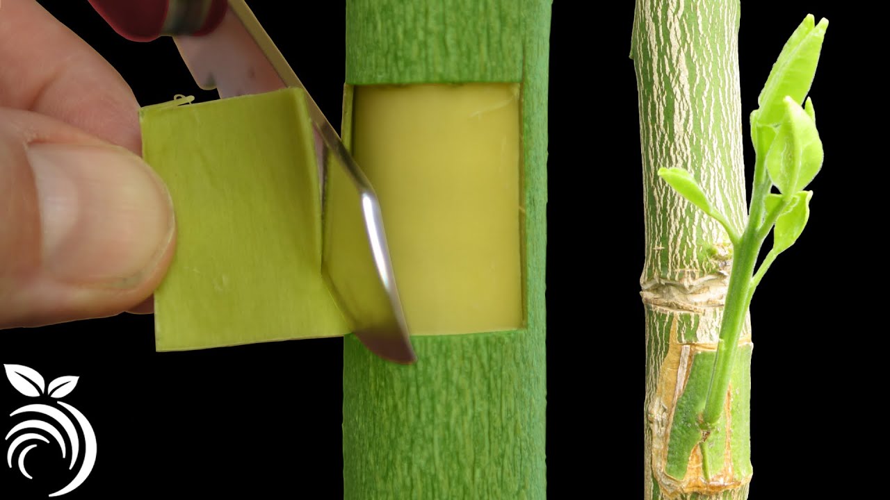 Ghép mắt nhỏ có gỗ – kỹ thuật ghép quả bưởi