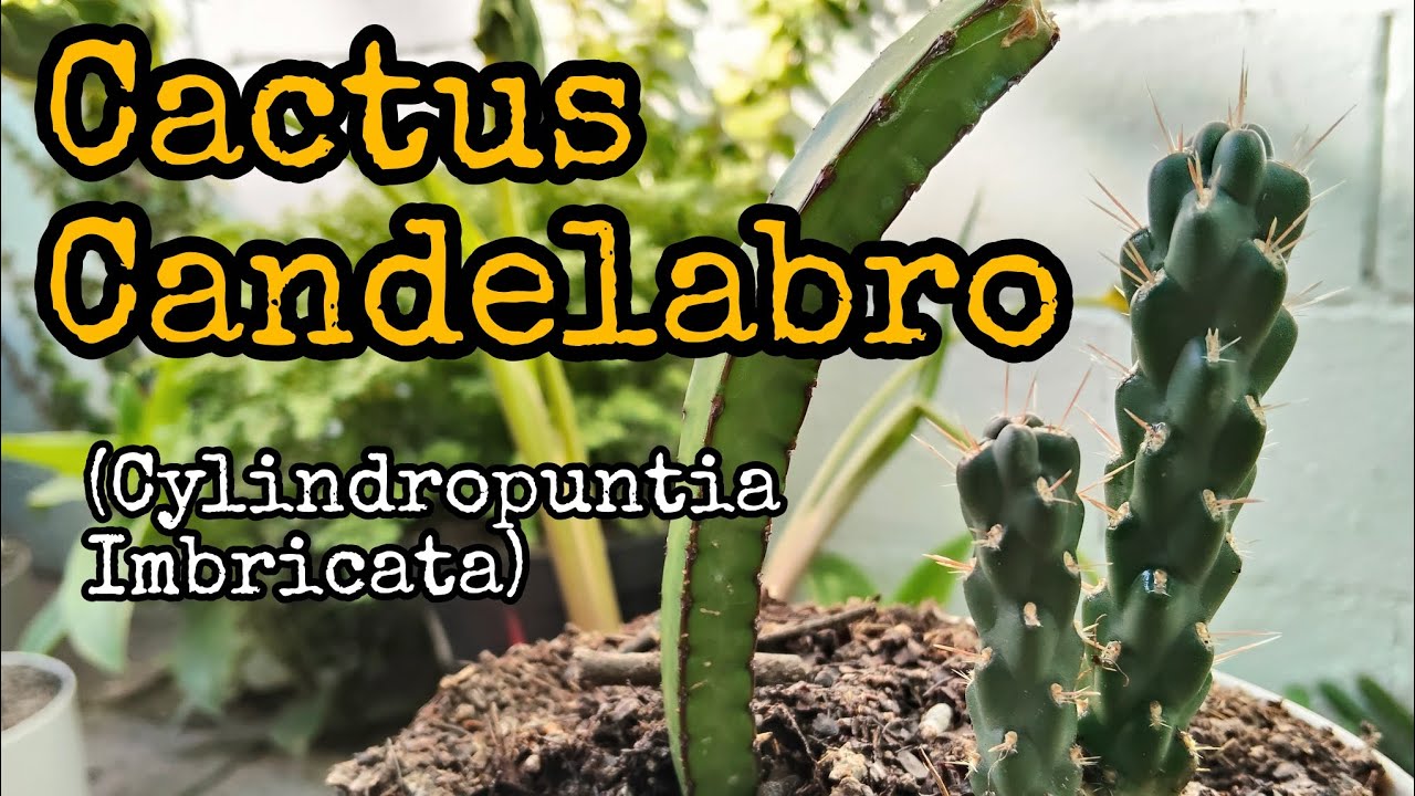 Cactus de candelabro / Vela de coyote / Cylindropuntia Imbricata 🌵